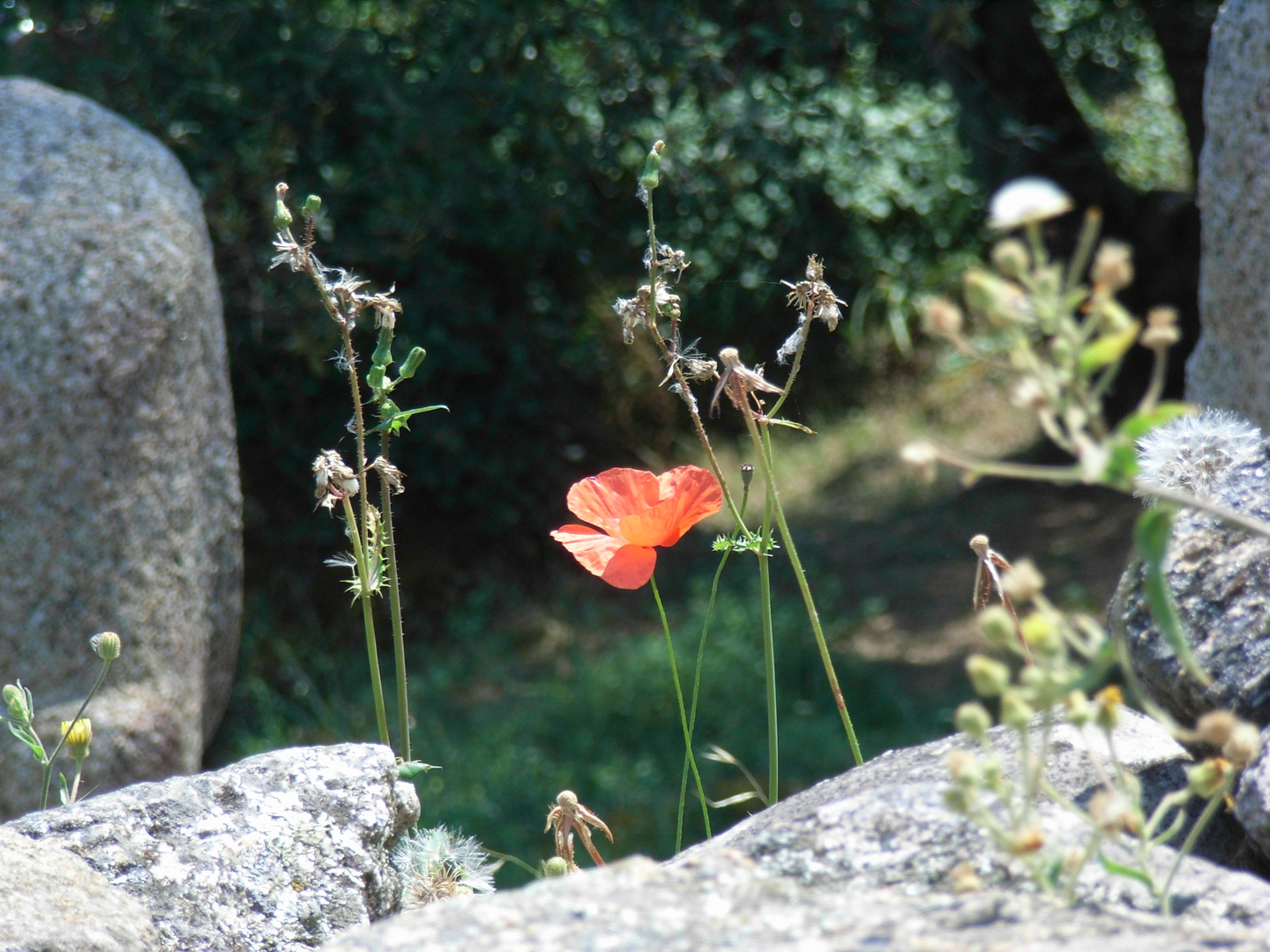 Mohnblumen sind immer pittoresk