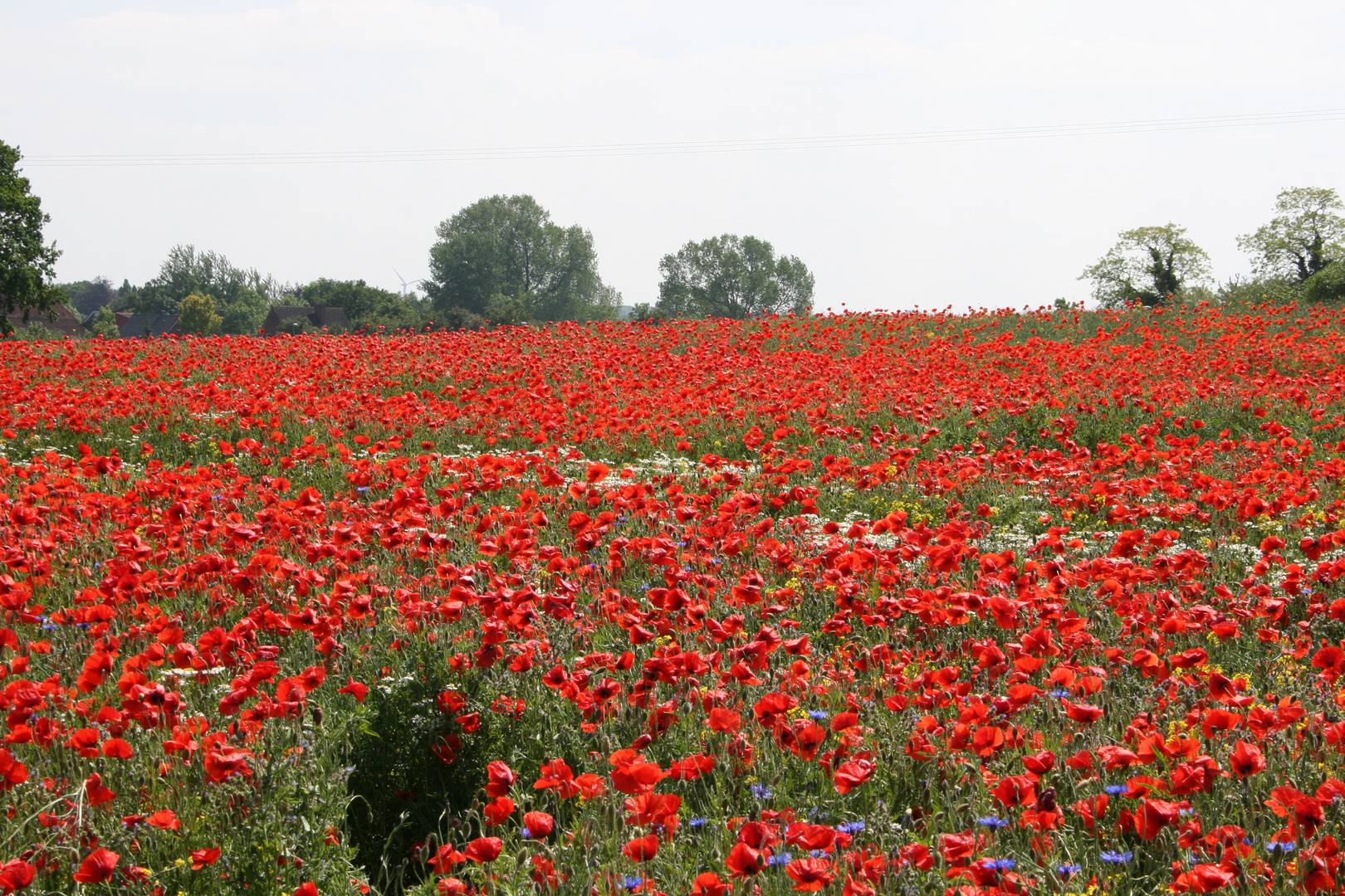 Mohnblumen soweit das Auge reicht