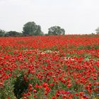 Mohnblumen soweit das Auge reicht