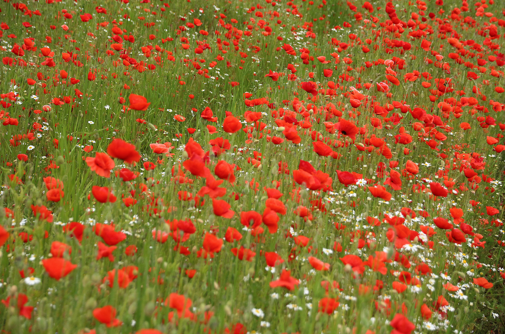 Mohnblumen soweit das Auge reicht