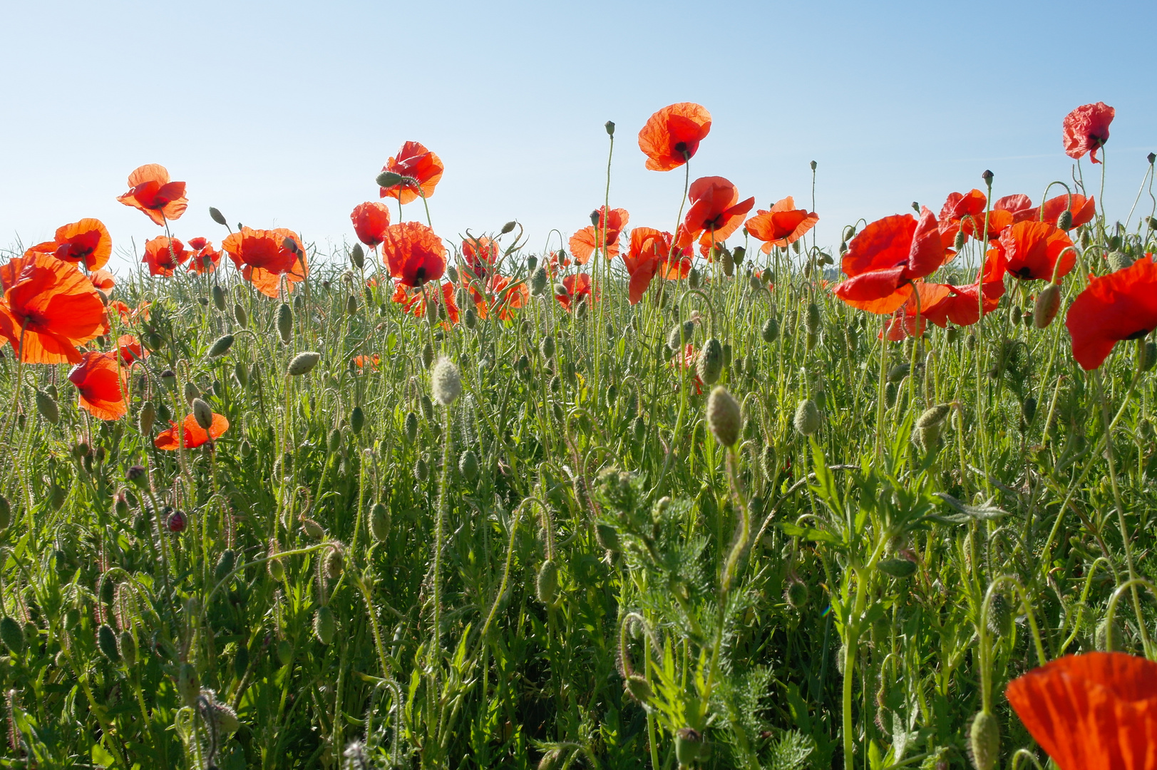 Mohnblumen soweit das Auge reicht