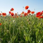 Mohnblumen soweit das Auge reicht