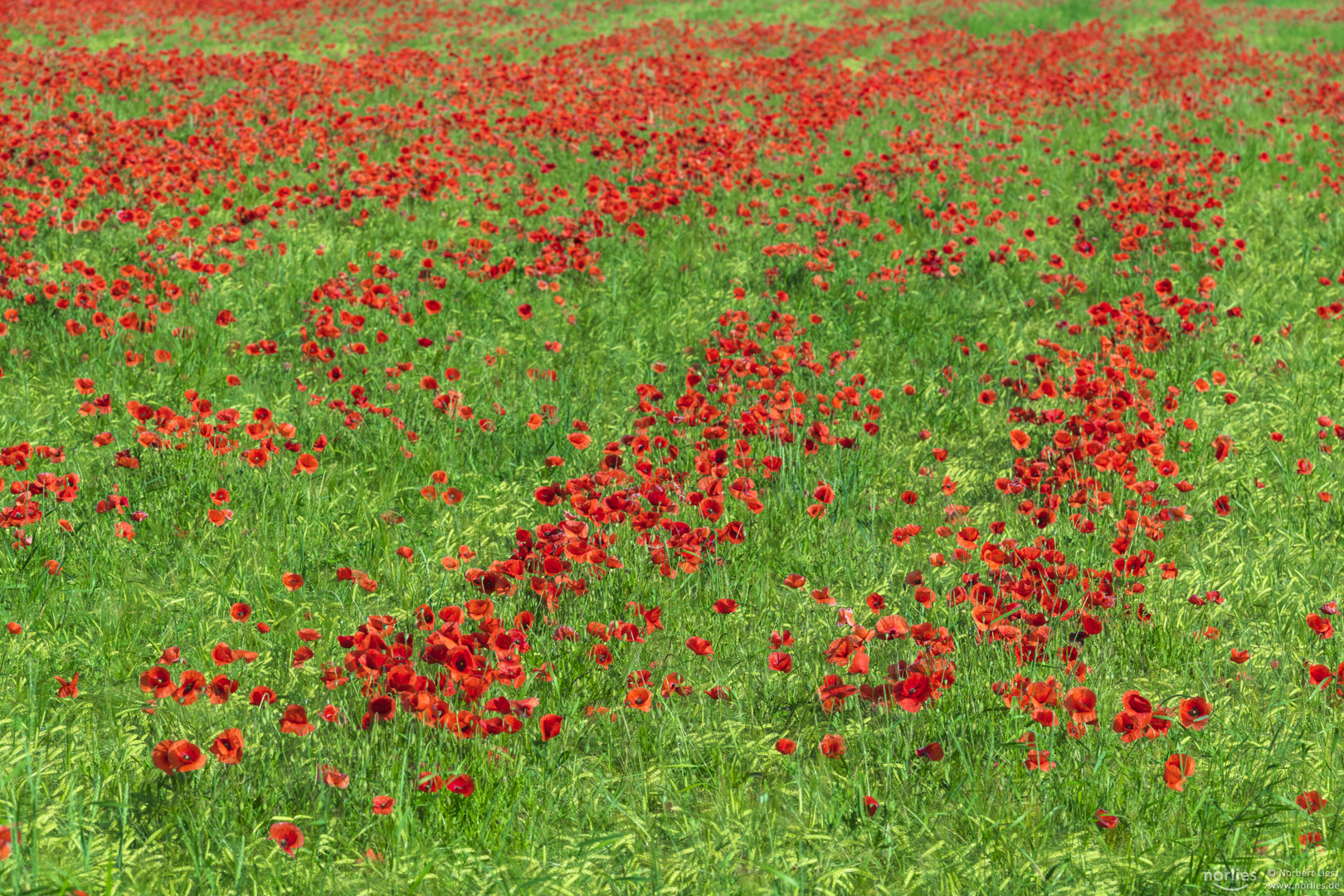 Mohnblumen Streifen