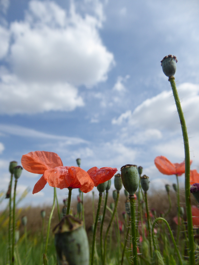 Mohnblumen und blauer himmel