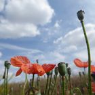 Mohnblumen und blauer himmel