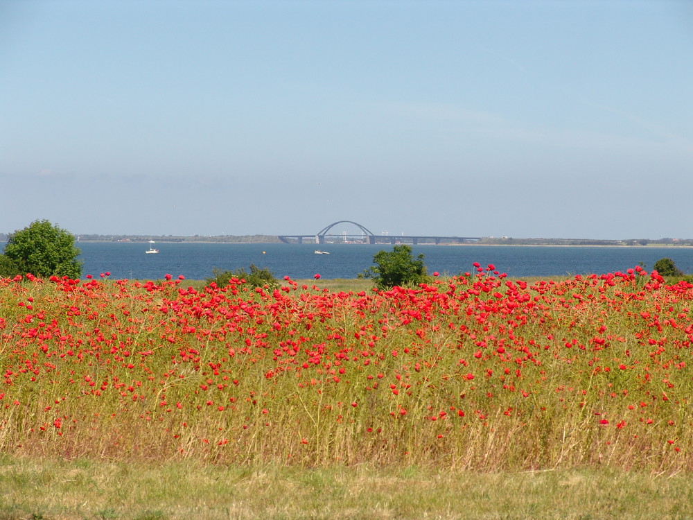 Mohnblumen und Fehmarnsund Brücke