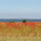 Mohnblumen und Fehmarnsund Brücke