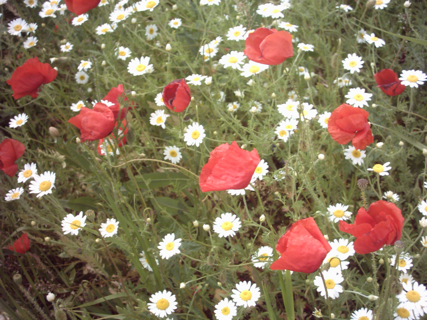 Mohnblumen und Kamille?