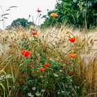 Mohnblumen und Kamille ...