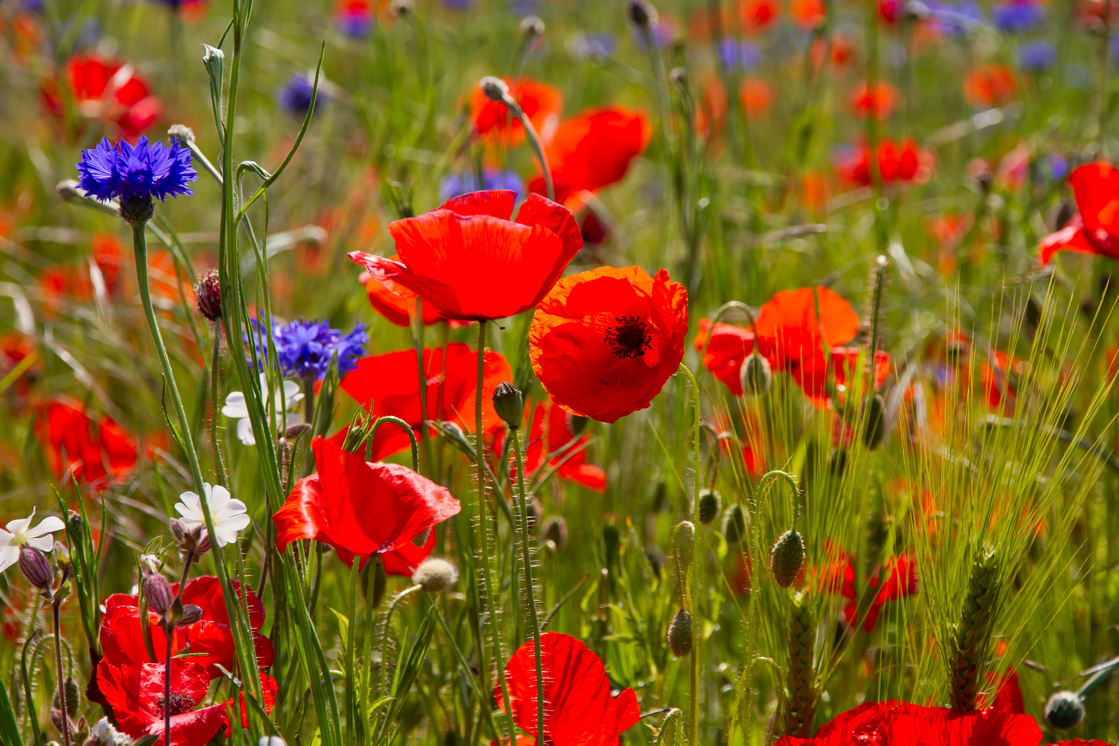 Mohnblumen und Kornblumen