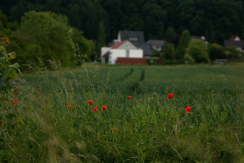 Mohnblumen und Linien