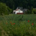 Mohnblumen und Linien