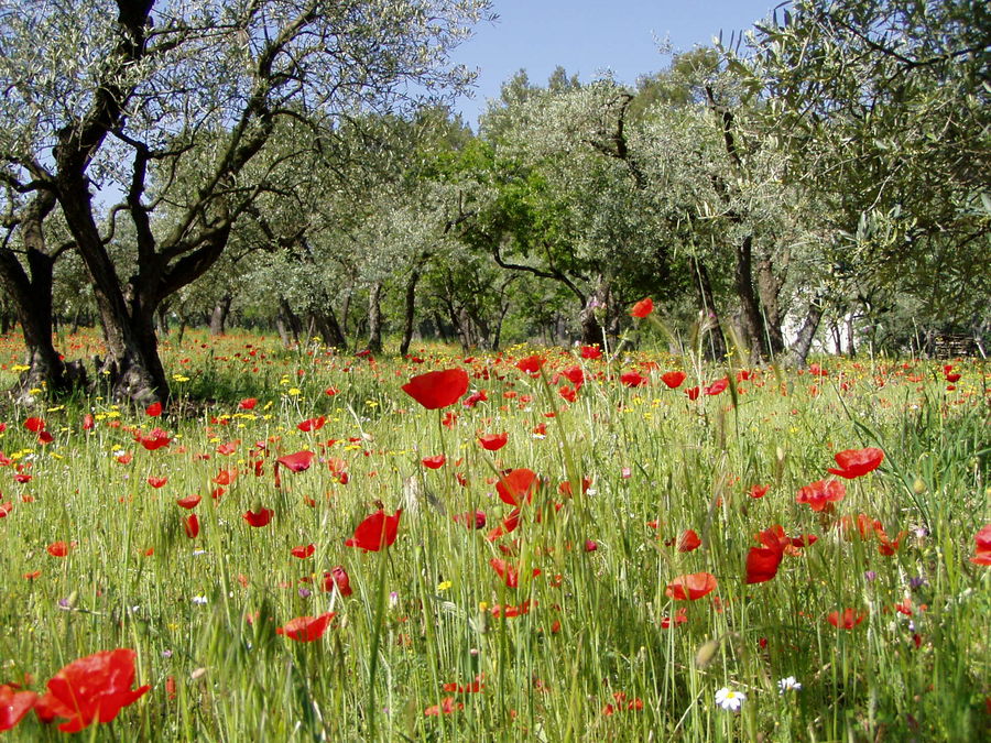 Mohnblumen und Olivenbäume