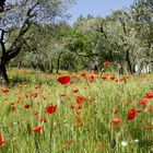 Mohnblumen und Olivenbäume