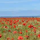 Mohnblumen und Ostsee