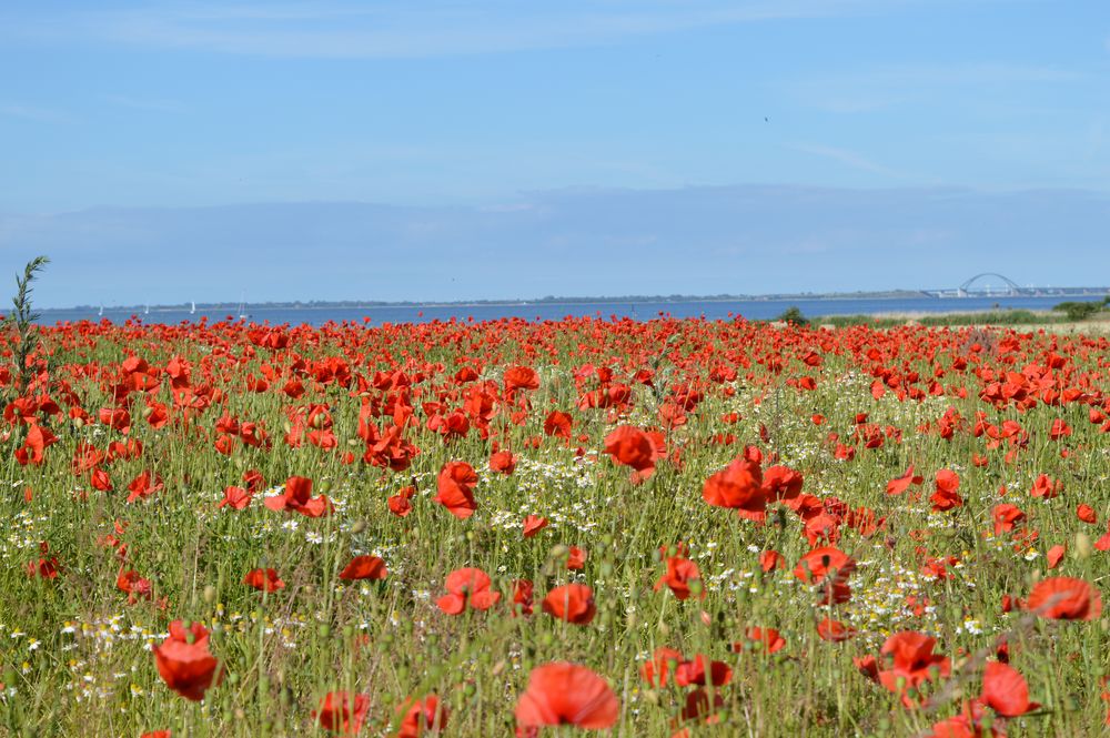 Mohnblumen und Ostsee