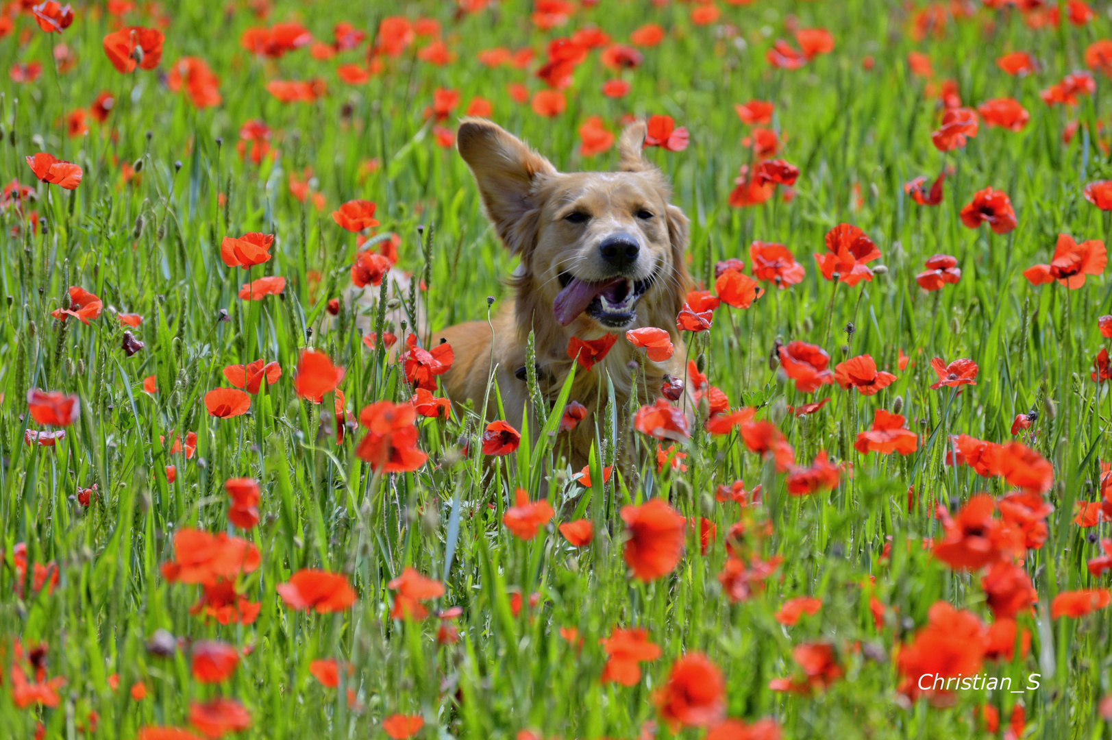 Mohnblumen und Theo