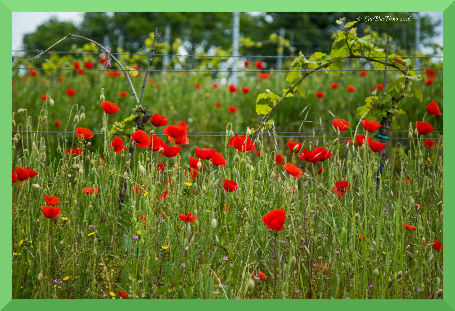 Mohnblumen und Weinberg