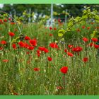 Mohnblumen und Weinberg