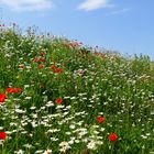 Mohnblumen und wilde Margeriten 