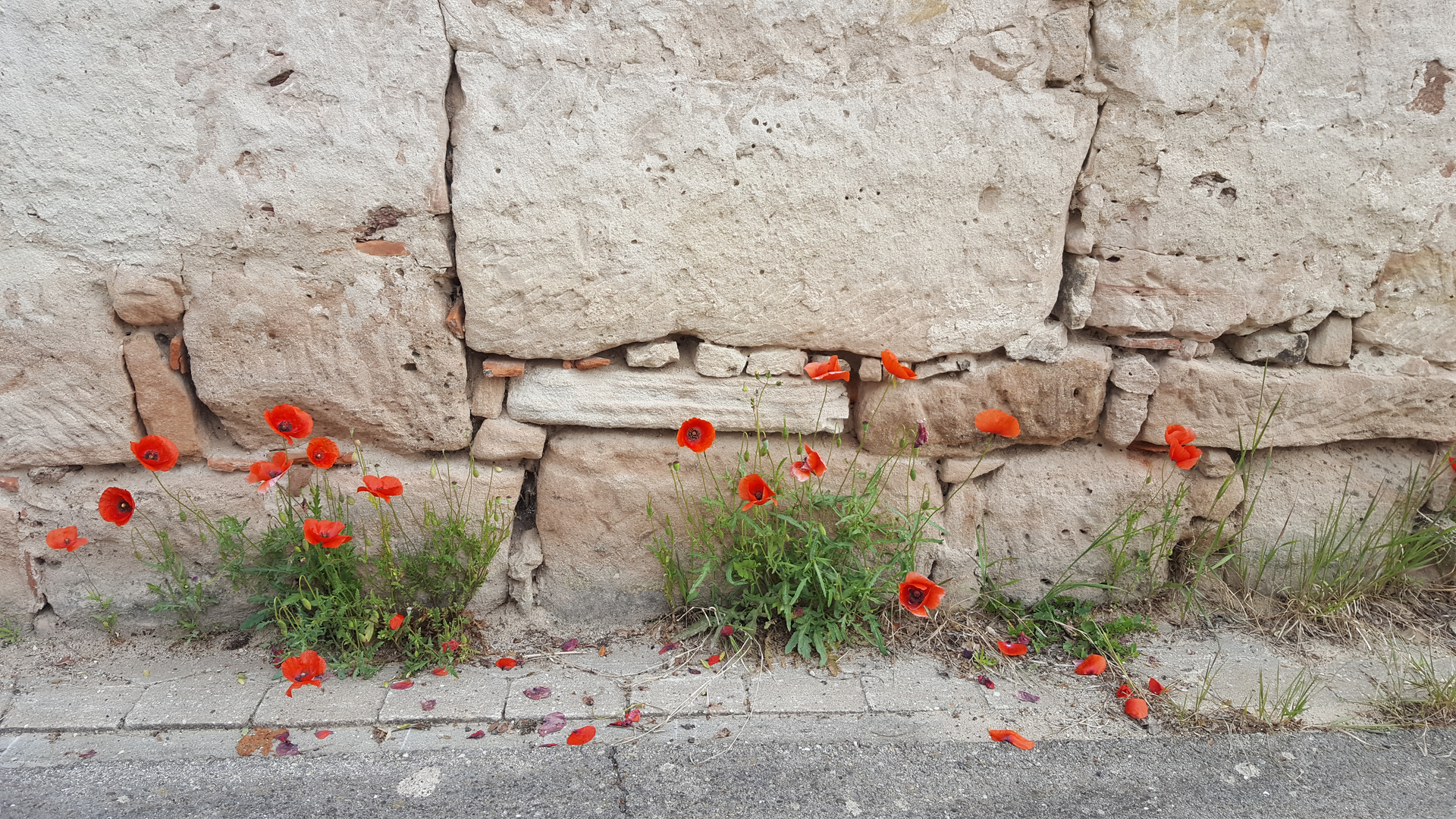 Mohnblumen vor alter MaUER