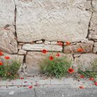 Mohnblumen vor alter MaUER