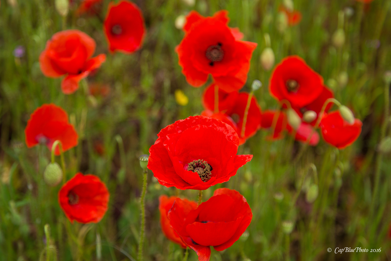 Mohnblumen vor dem Weinberg