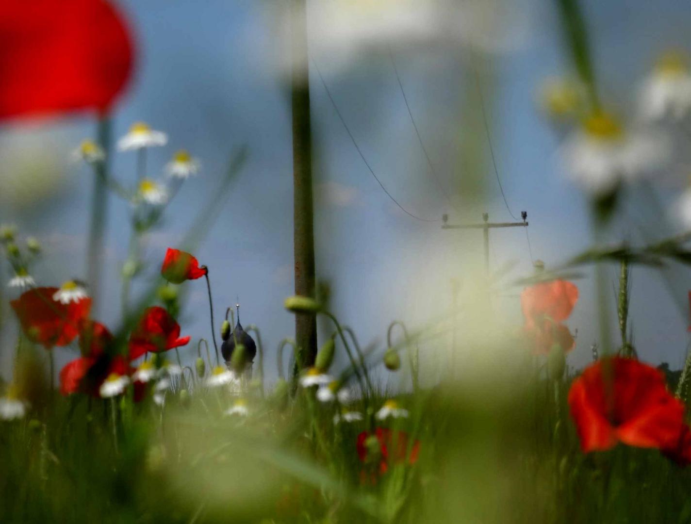 Mohnblumen vor Erpfting