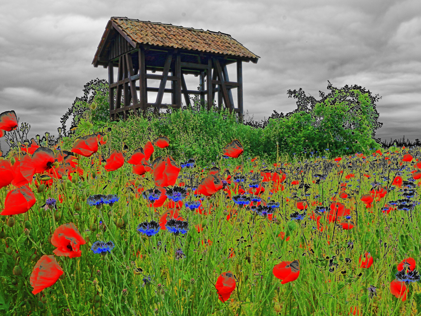 Mohnblumen vor Fachwerk