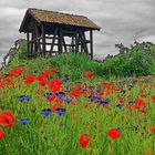 Mohnblumen vor Fachwerk