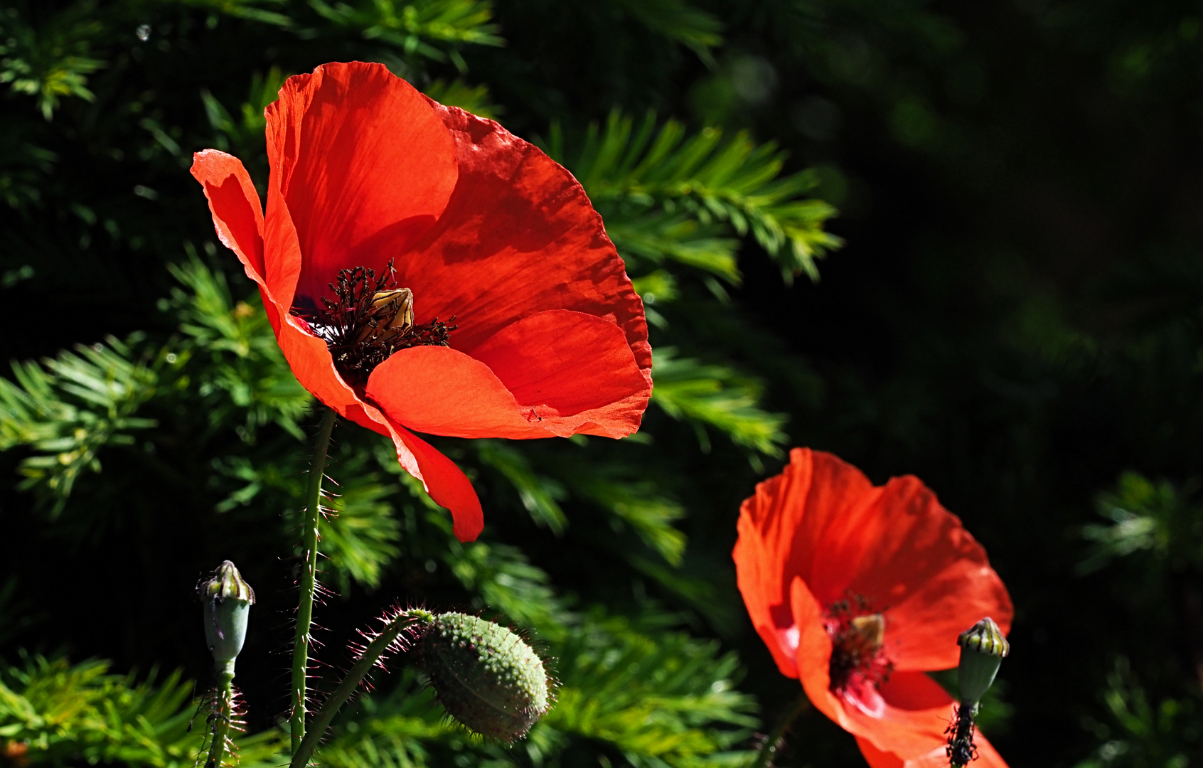 Mohnblumen vor Tannenast