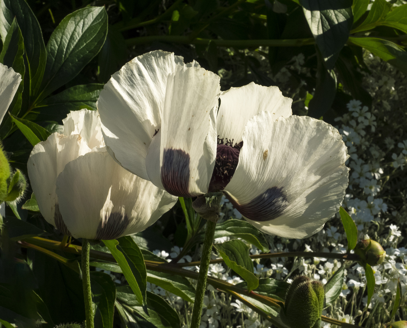 Mohnblumen weiss im Donaupark