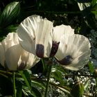 Mohnblumen weiss im Donaupark