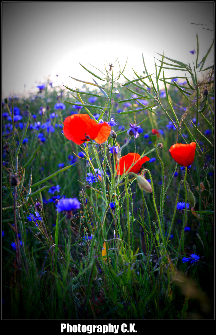 Mohnblumen Wiese