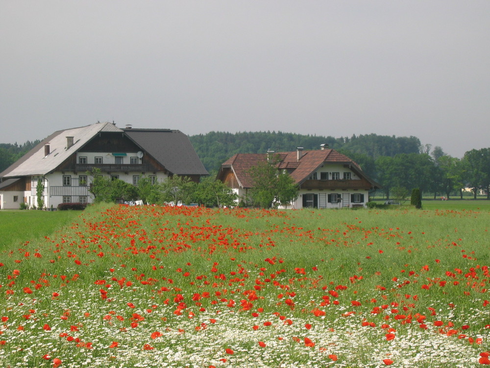 Mohnblumen-Wiese