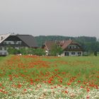 Mohnblumen-Wiese