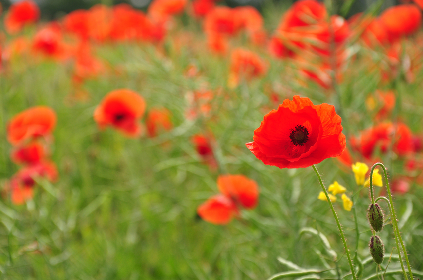 Mohnblumen-Wiese