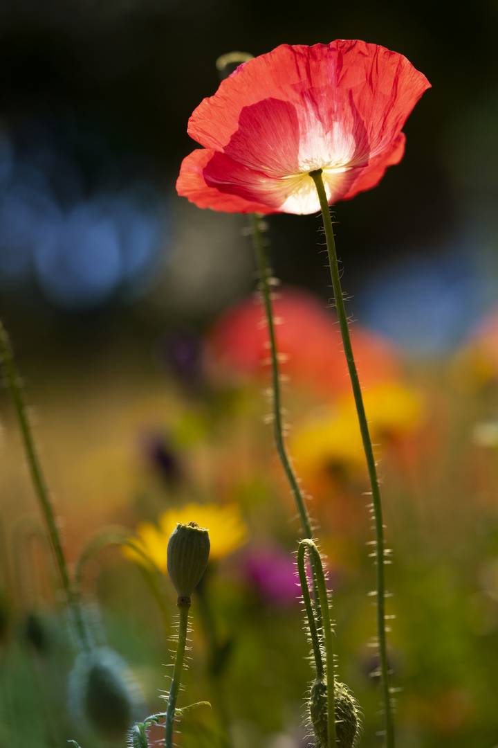 Mohnblumen Wiese