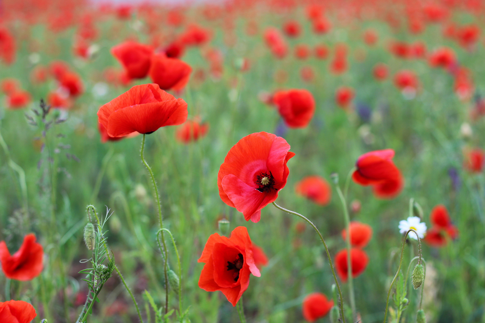 Mohnblumen- zart und schön :)