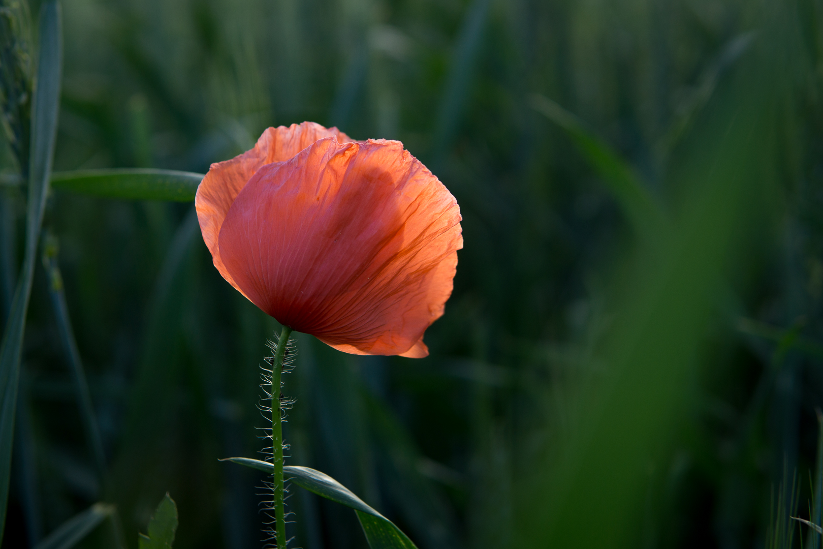 Mohnblumen Zeit