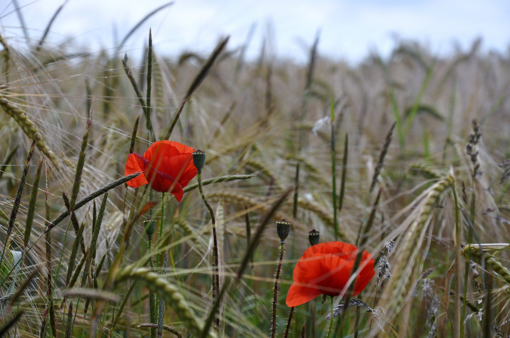 Mohnblumen zu zweit....