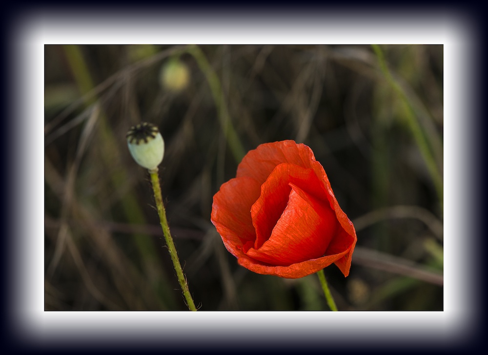 Mohnblumenbild im Rahmen