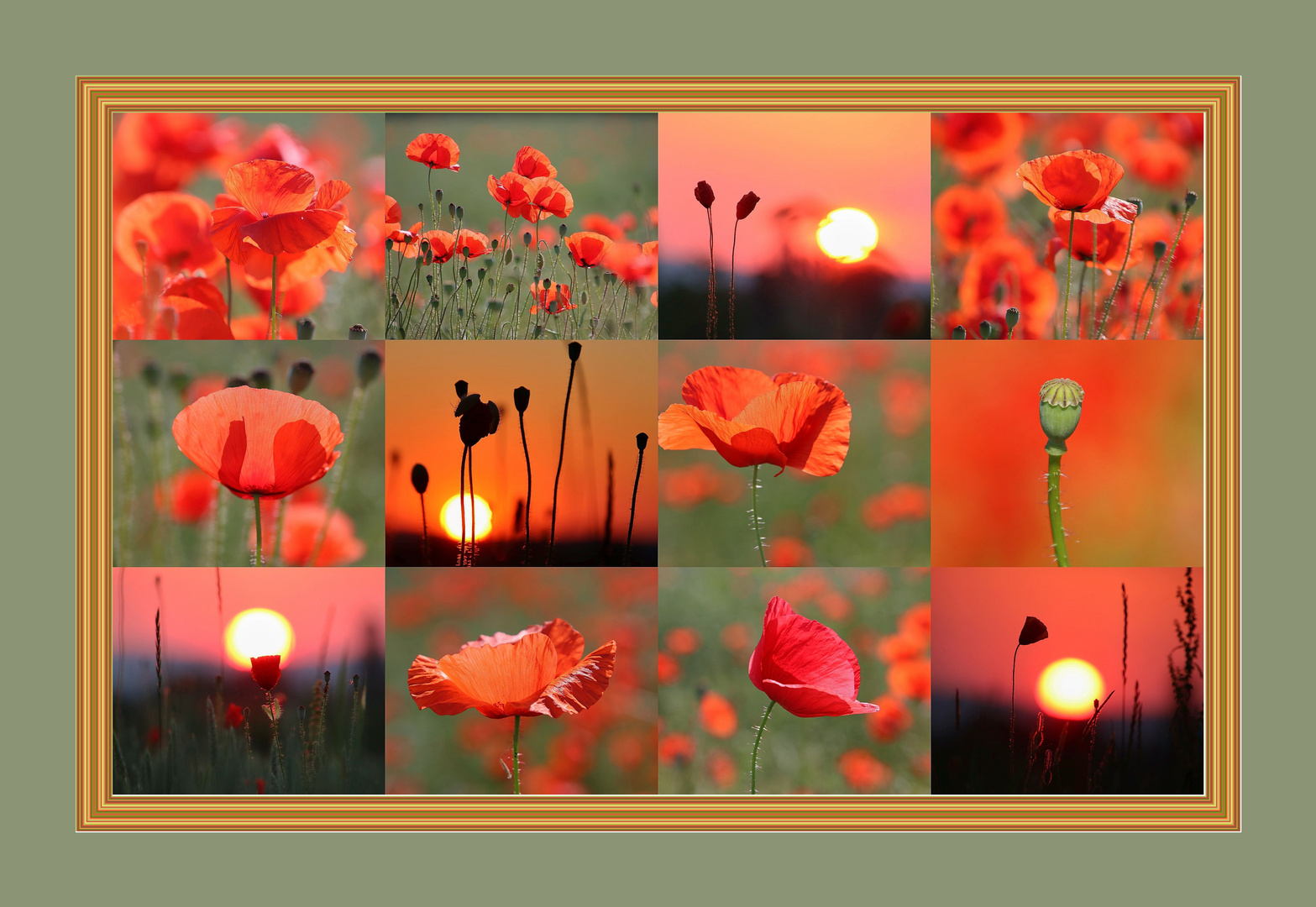 Mohnblumencollage