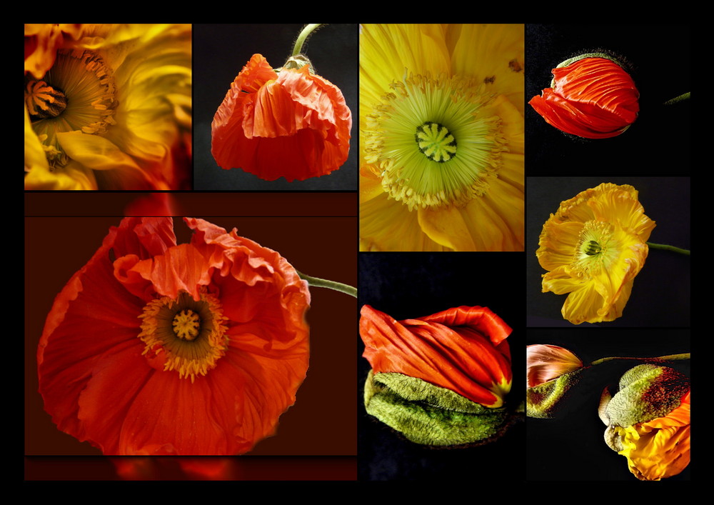 Mohnblumen_Collage