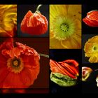 Mohnblumen_Collage