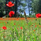 Mohnblumenfeld am Bodensee