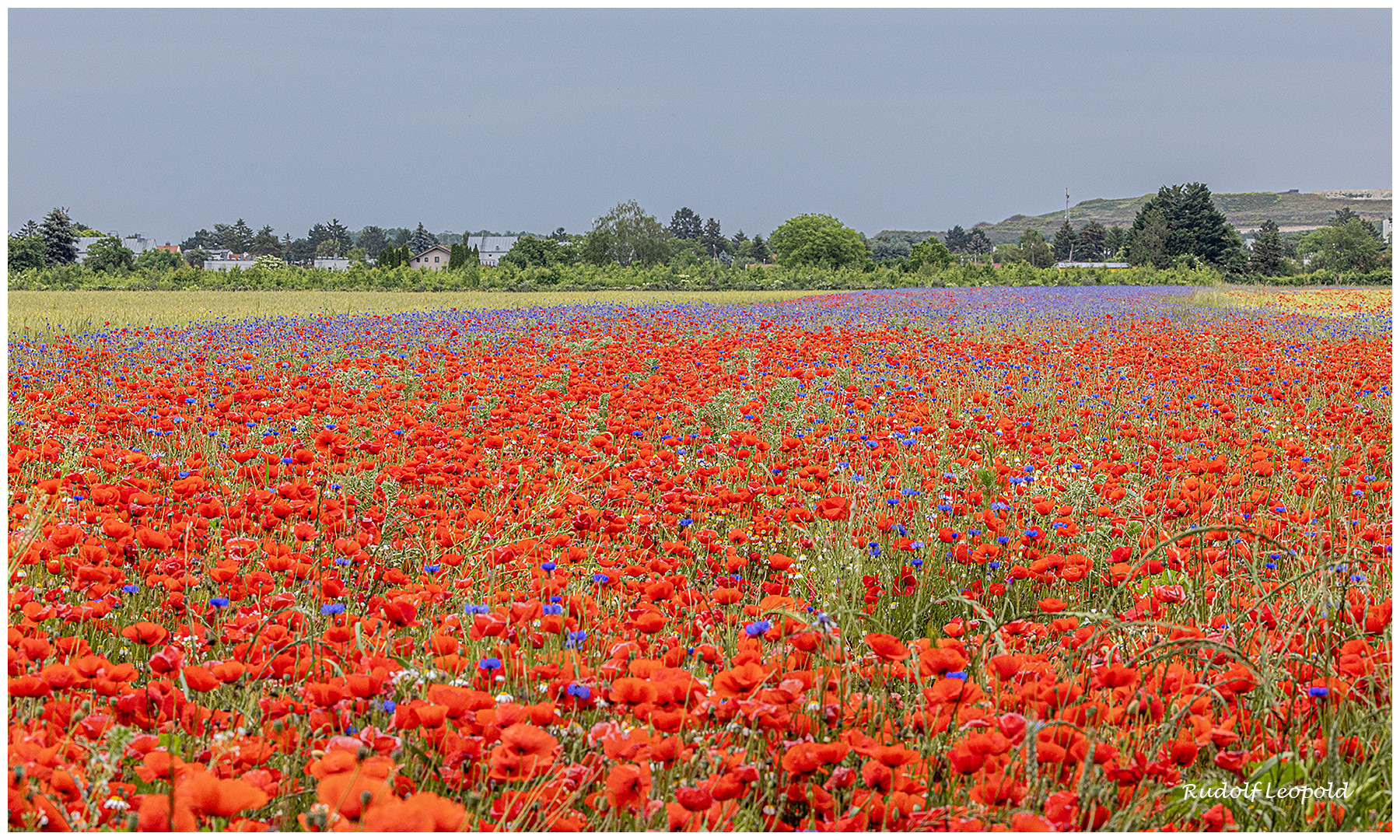 Mohnblumenfeld am Rande der Stadt