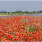 Mohnblumenfeld am Rande der Stadt