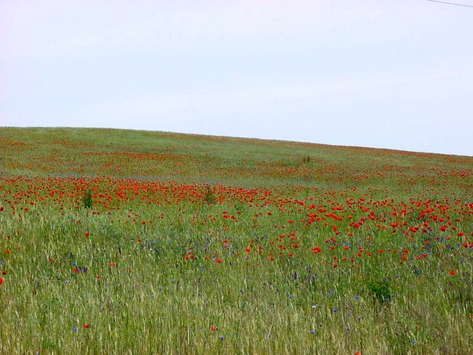 MOHNBLUMENFELD AN DER VICTORIAHÖH