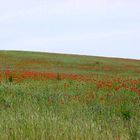 MOHNBLUMENFELD AN DER VICTORIAHÖH